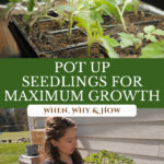 Pinterest pin on potting up seedlings with an image of small tomato seedlings.