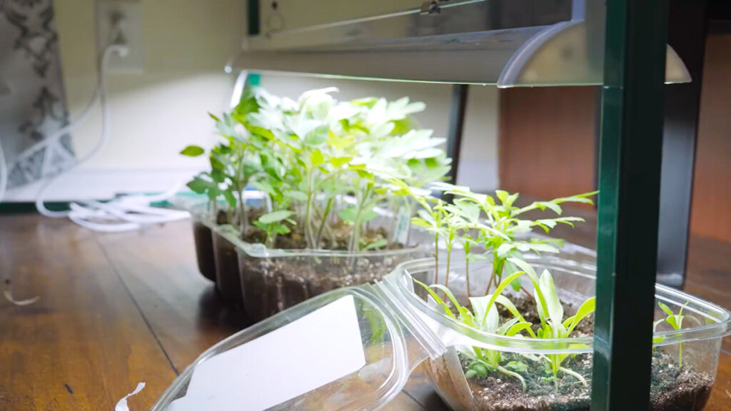 Tomato seedlings densely planted