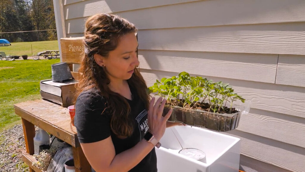 A woman holding a large plastic container with tomato seedlings growing in it.