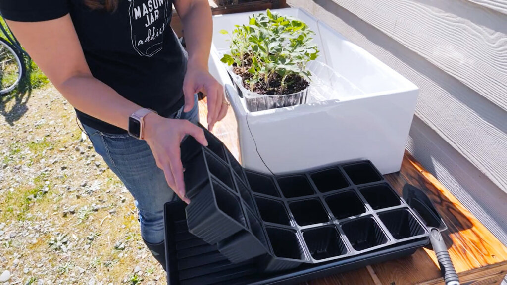 Tomato seedlings in a sink with a seedling tray in front.