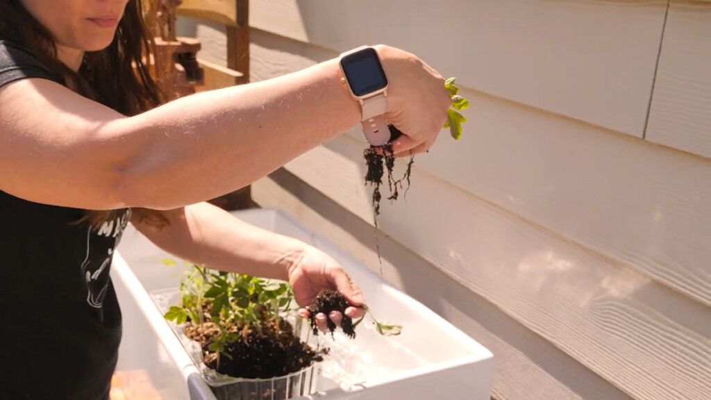 A woman's hands separating tomato seedlings.