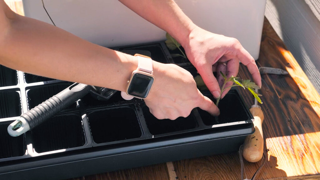 A woman's hand potting up a tomato seedling.