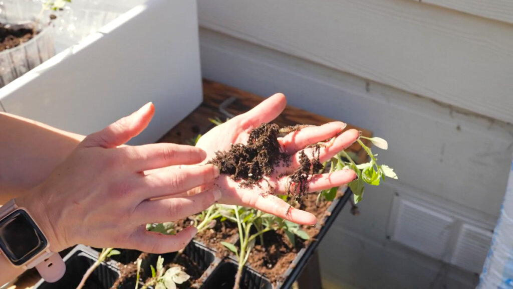A woman's hand holding two tomato seedlings.