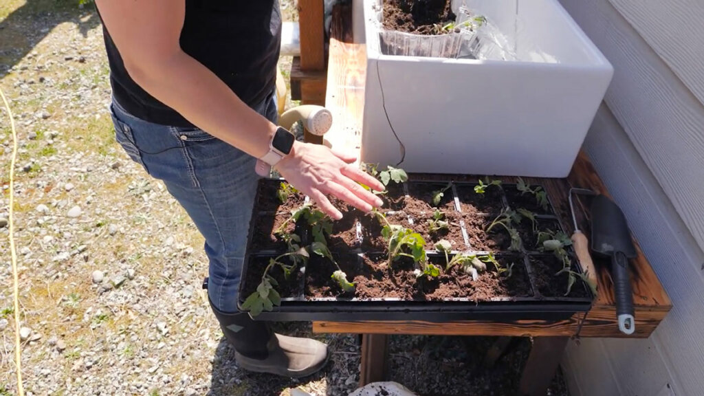 A tray of tomato seedlings that have just been potted up.