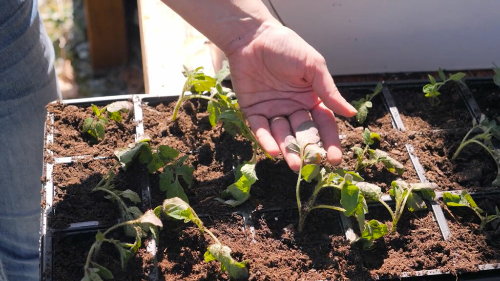 A woman's hand showing the leaves of a tomato plant.