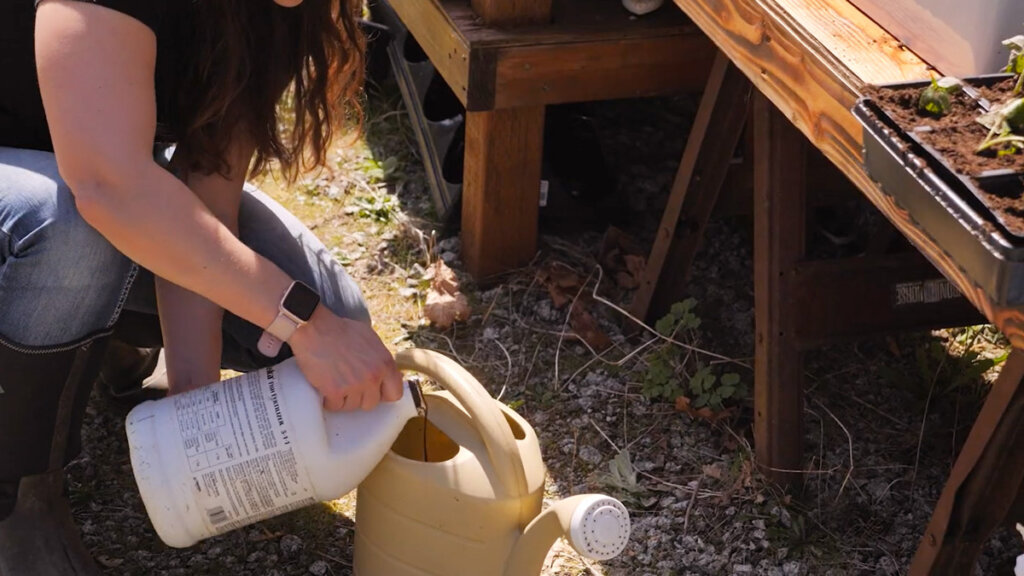 A woman pouring fish fertilizer into a watering can.