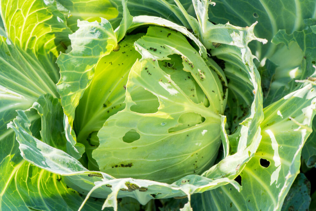 A head of green cabbage filled with holes in the leaves from cabbage worms.