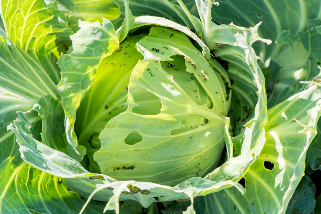 Cabbage Moth Control: Prevention and How to Get Rid of It - GardensAll