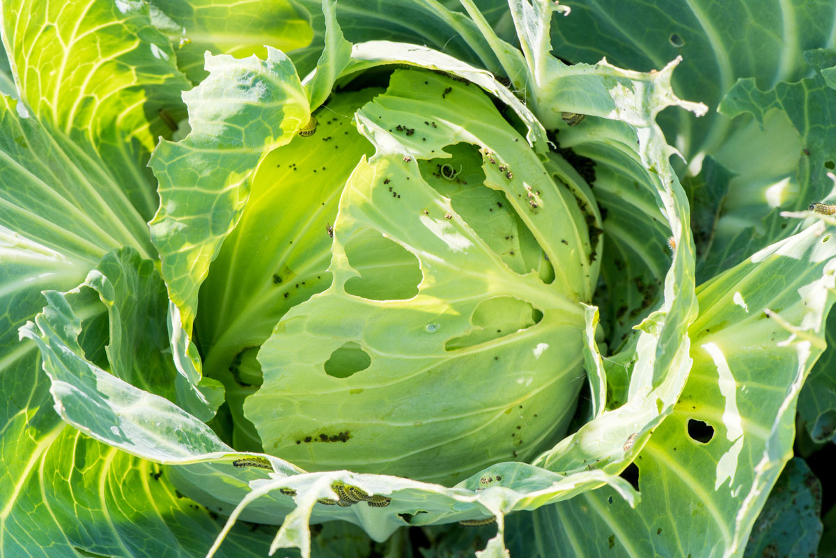 How To Get Rid Of Cabbage Moths, Worms & Loopers - For Good!