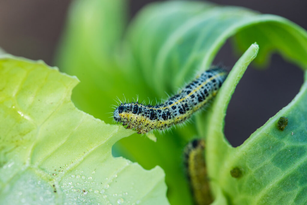 A cabbage worm eating a green cabbage leaf.