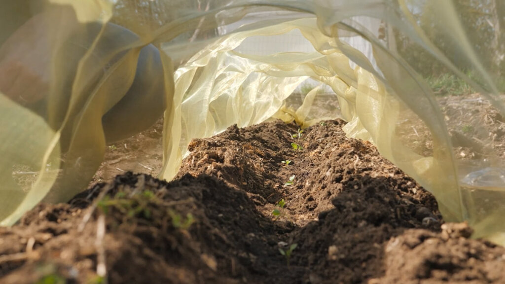 An inside view of crops growing underneath row covers in the garden.