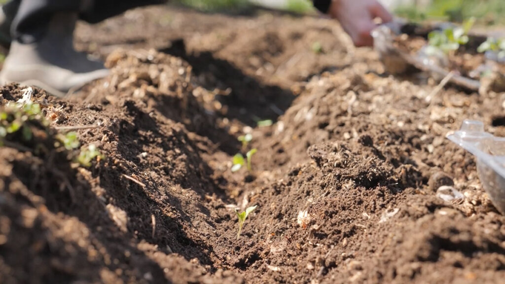 A photo of cabbage seedlings planted in the garden in a row.