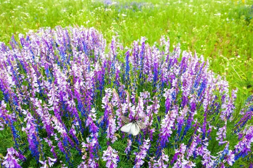 Vetch growing in a cluster.