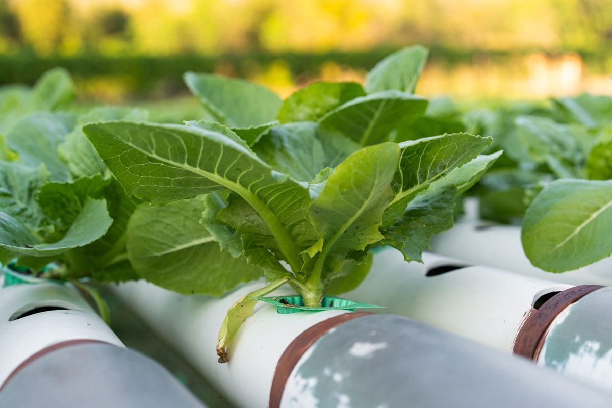 Green vegetables growing in an aquaponics growing system.