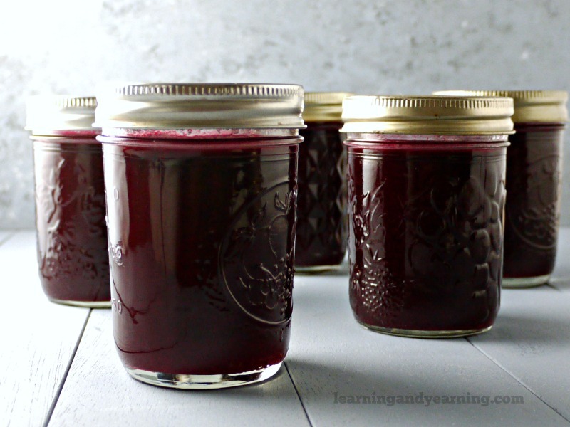 Multiple jars of elderberry jelly in jars sitting on a counter.