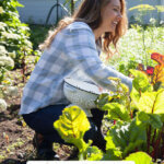 Pinterest pin for how to buy a homestead. Image of a woman harvesting produce from the garden.