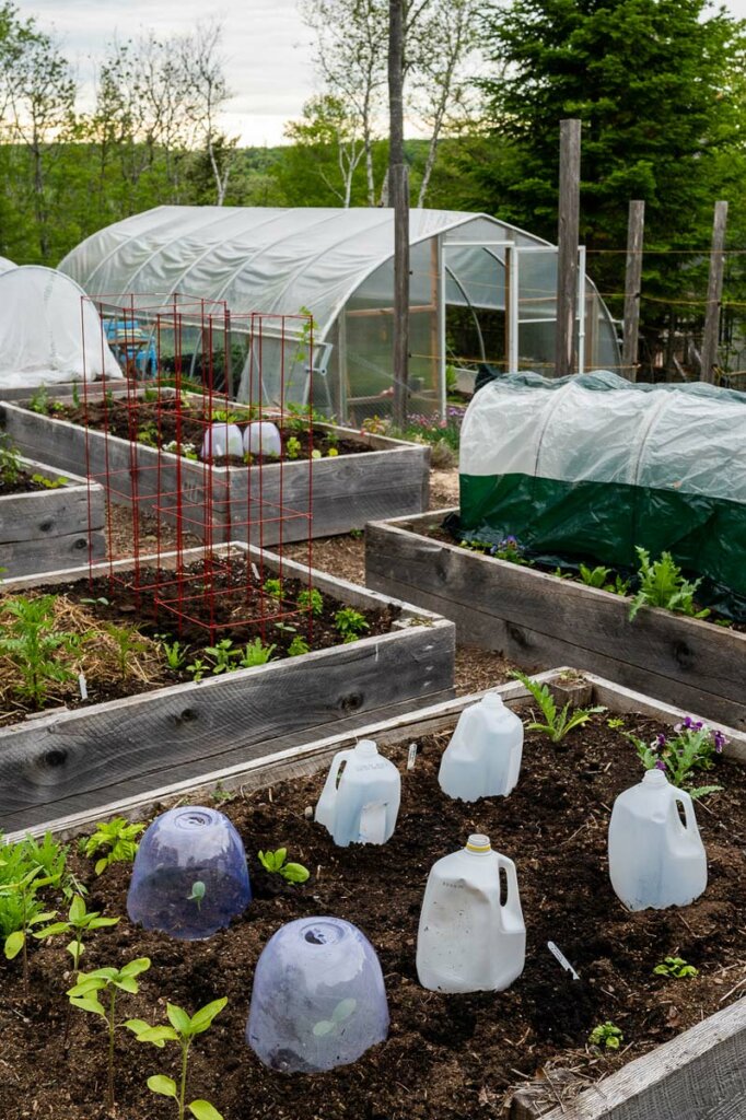 Photo of a garden with 5 raised beds and a greenhouse in the background.