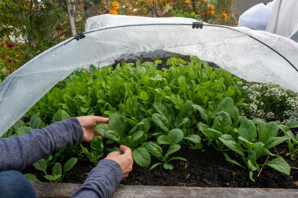 Hands picking spinach from a raised garden bed with a row cover pulled back.