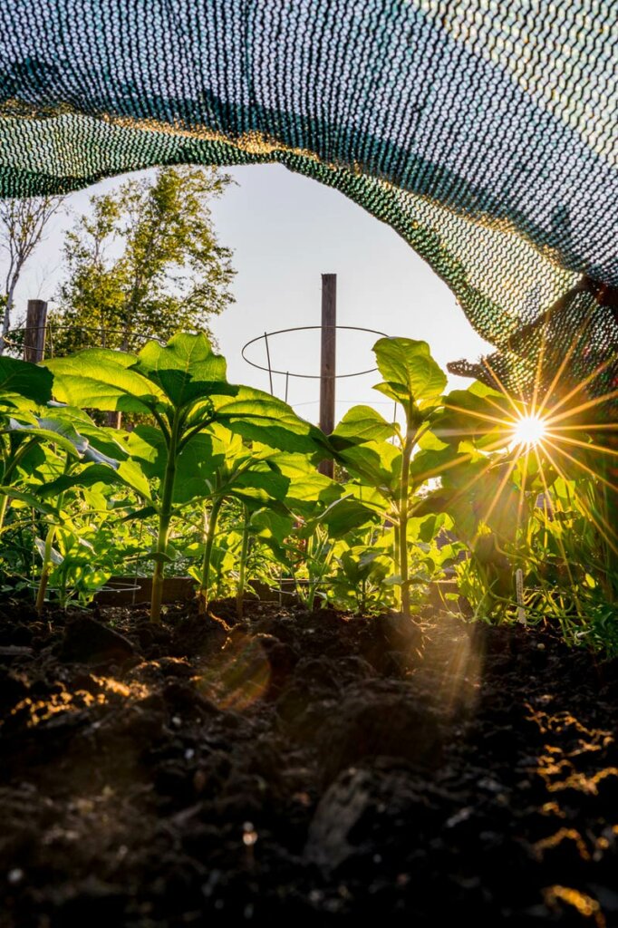 A photo from underneath a shade cover in a garden bed.