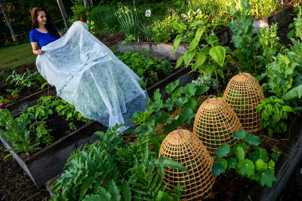 A pulled back photo of a garden and a woman covering a garden bed with a row cover.