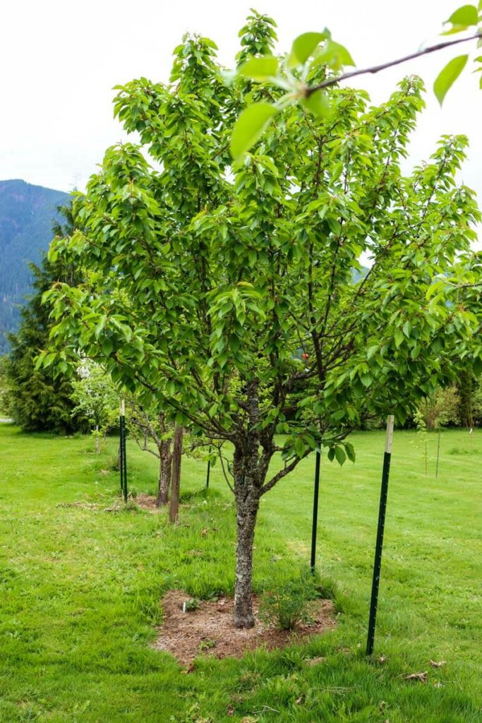 Image of a fruit tree with a fruit tree guild below it.