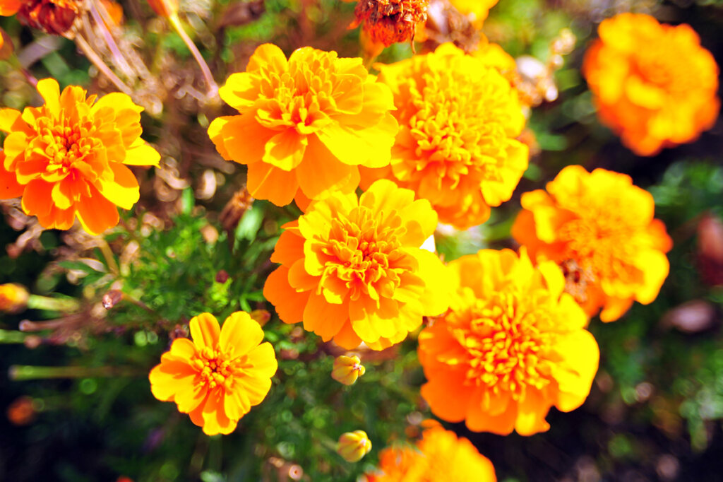 Up close photo of marigolds in bloom.