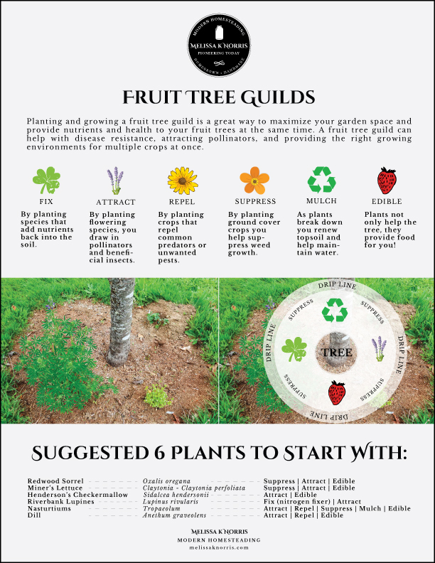 A page describing what a fruit tree guild is, plus a diagram of where to plant each specific kind of plant.