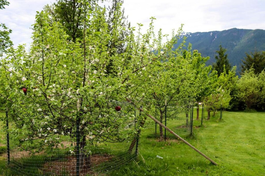 Image of fruit trees in an orchard full of blooms.