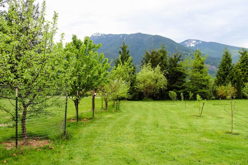 Image of a fruit orchard.