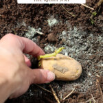 Pinterest pin for how to grow potatoes. Image of a sprouting potato in the ground.