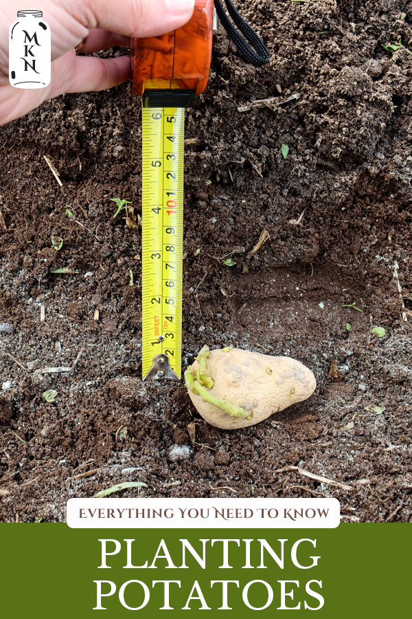 How Deep Do I Plant Potatoes In A Pot - How to Grow Potatoes