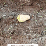 Pinterest pin for how to grow potatoes. Image of a sprouting potato in the ground.