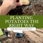 Pinterest pin for how to plant potatoes. Images of potatoes in the soil.