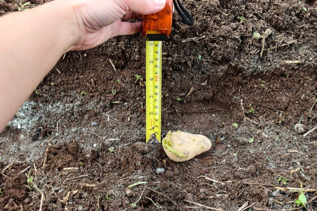 Image of a potato in the soil with a tape measure showing it's 6 inches deep.
