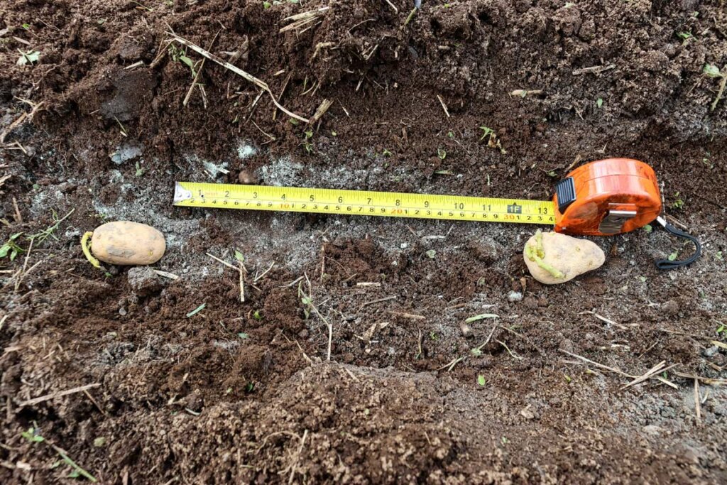 Image of two potatoes 12 inches apart being measured with a tape measure.