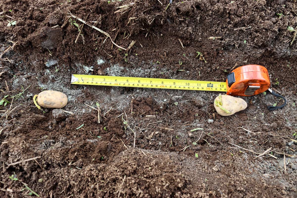 How to Grow Potatoes (+ Planting Tips) Melissa K. Norris