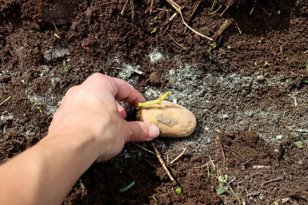 Image of a potato with sprouts being placed into the soil.