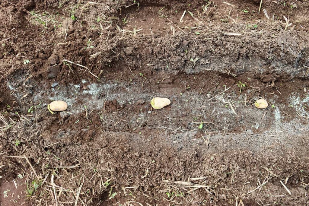 Image of three potatoes in a trench spaced apart about 12 inches.