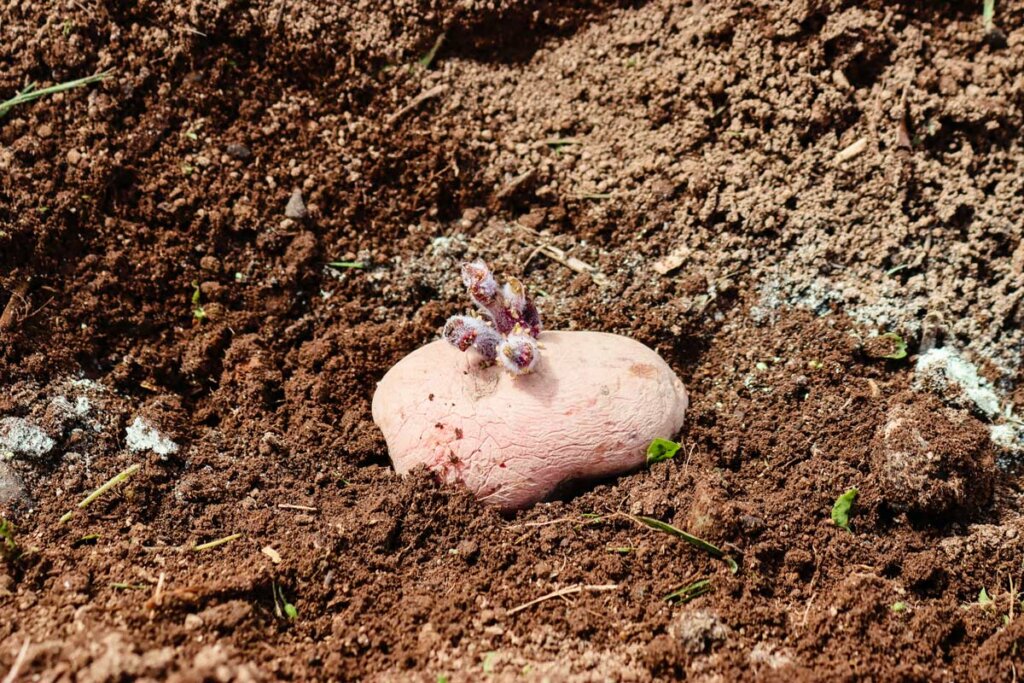 Image of a sprouting potato in the ground.