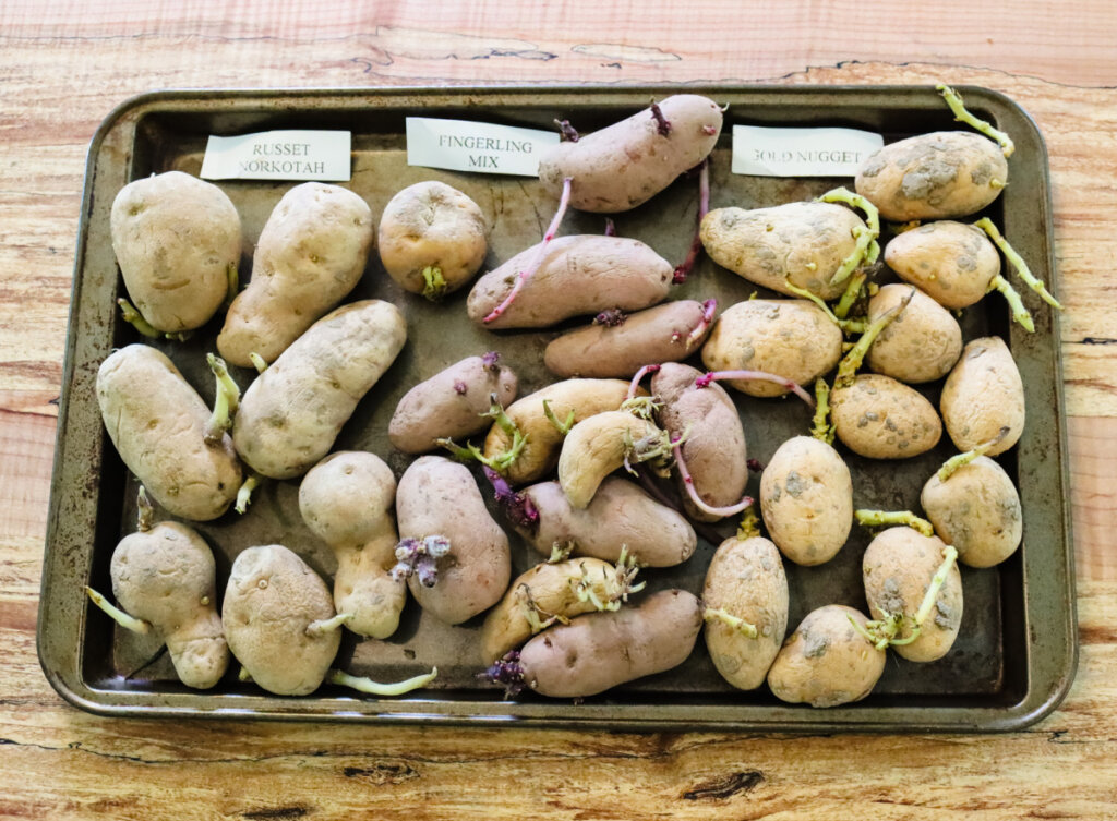 seed potatoes on tray