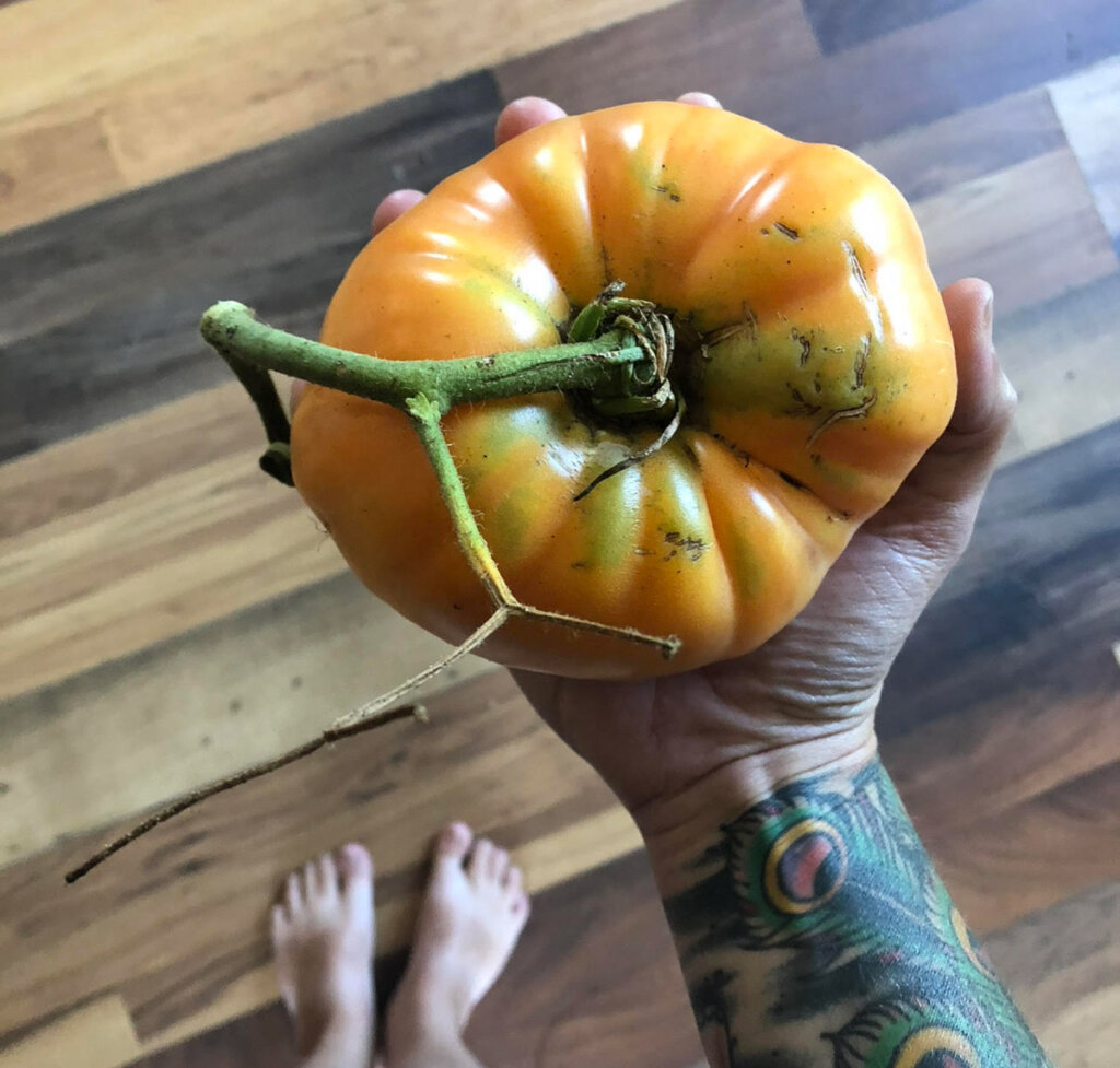 Image of a large yellow tomato being held by a woman's hand.