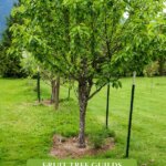 Pinterest pin for how to grow a fruit tree guild or an edible food forest. Image of a fruit tree with blossoms and a fruit tree guild below it.