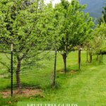 Pinterest pin for how to grow a fruit tree guild or an edible food forest. Image of a fruit tree with blossoms and a fruit tree guild below it.
