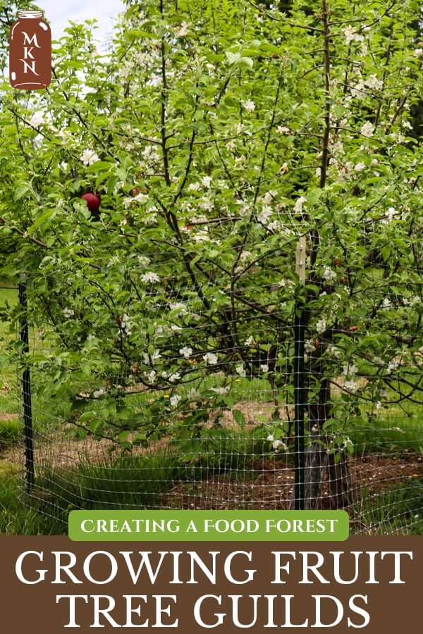 Planting a Fruit Tree Guild - Melissa K. Norris