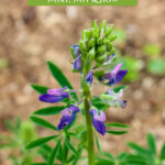 Pinterest pin for how to grow a fruit tree guild or an edible food forest. Image of a lupine plant in bloom.