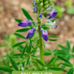 Pinterest pin for how to grow a fruit tree guild or an edible food forest. Image of a lupine plant in bloom.