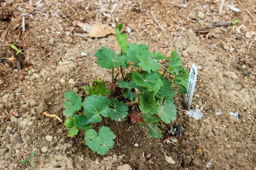 Image of a small checkermallow plant.