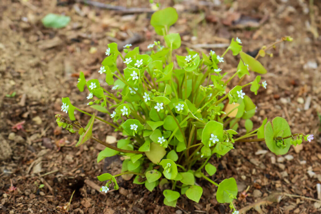 Image of a small bush of miner's lettuce.
