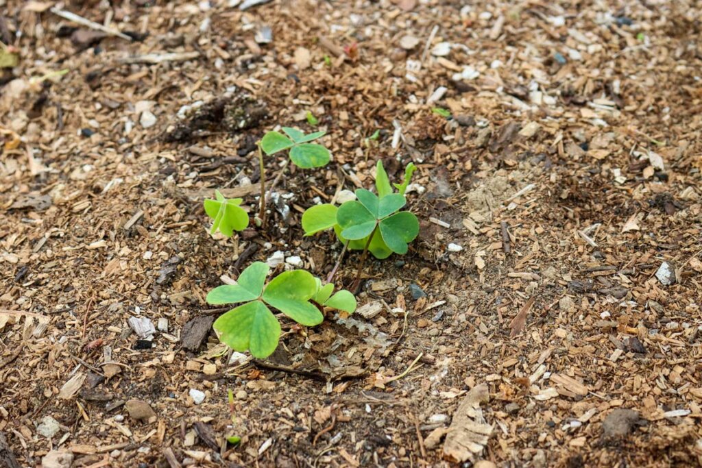 Image of a tiny redwood sorrell plant.