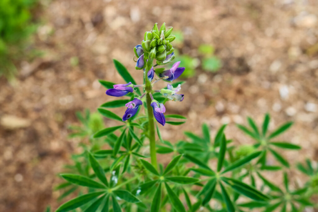 Image of lupine in bloom.